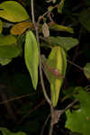Angularfruit milkvine